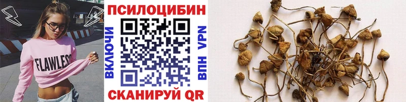 Купить  Новокузнецк  Галлюциногенные грибы Psilocybe 